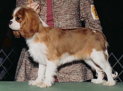 Pepsi1.jpg (425x315 -- 72175 bytes)