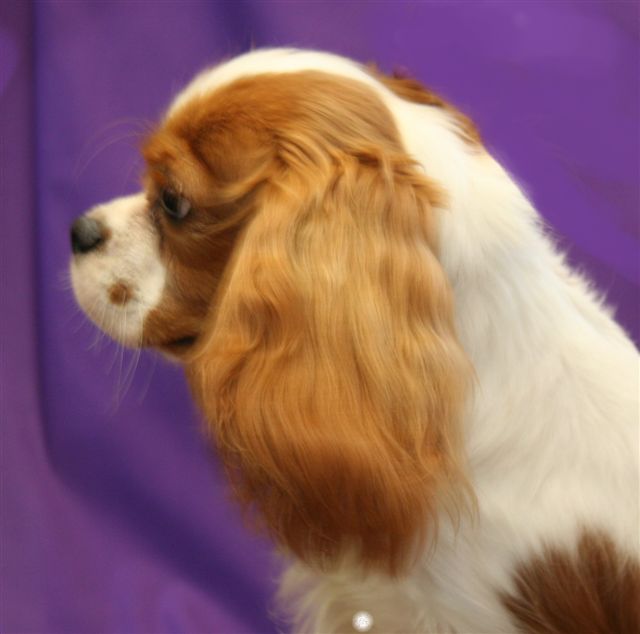 Torie%20side%20view.jpg (640x634 -- 36542 bytes)