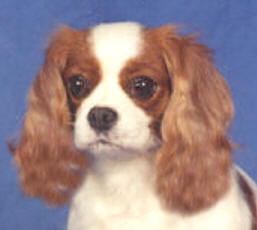 Ch Rattlebridge Master Card