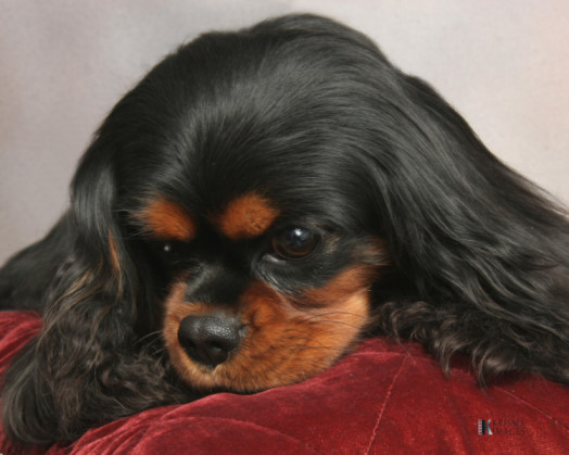 florence.jpg (524x419 -- 58766 bytes)