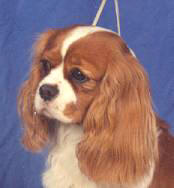 Ch Rattlebridge Aim For Glory