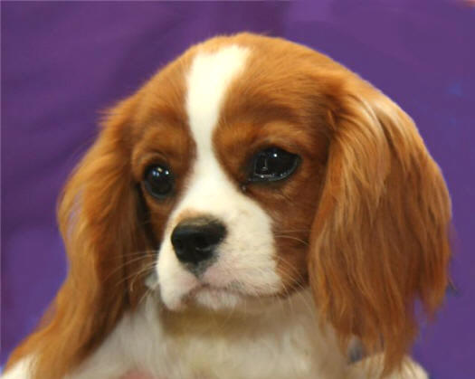 nofoolinapril.jpg (525x419 -- 26724 bytes)