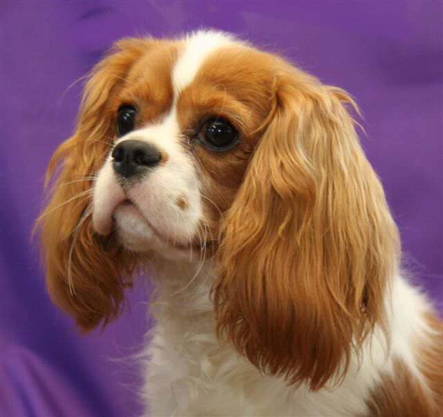 procatuer%201.jpg (640x603 -- 38853 bytes)