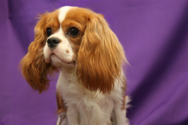 procatuer%20head%20view.jpg (640x427 -- 27492 bytes)